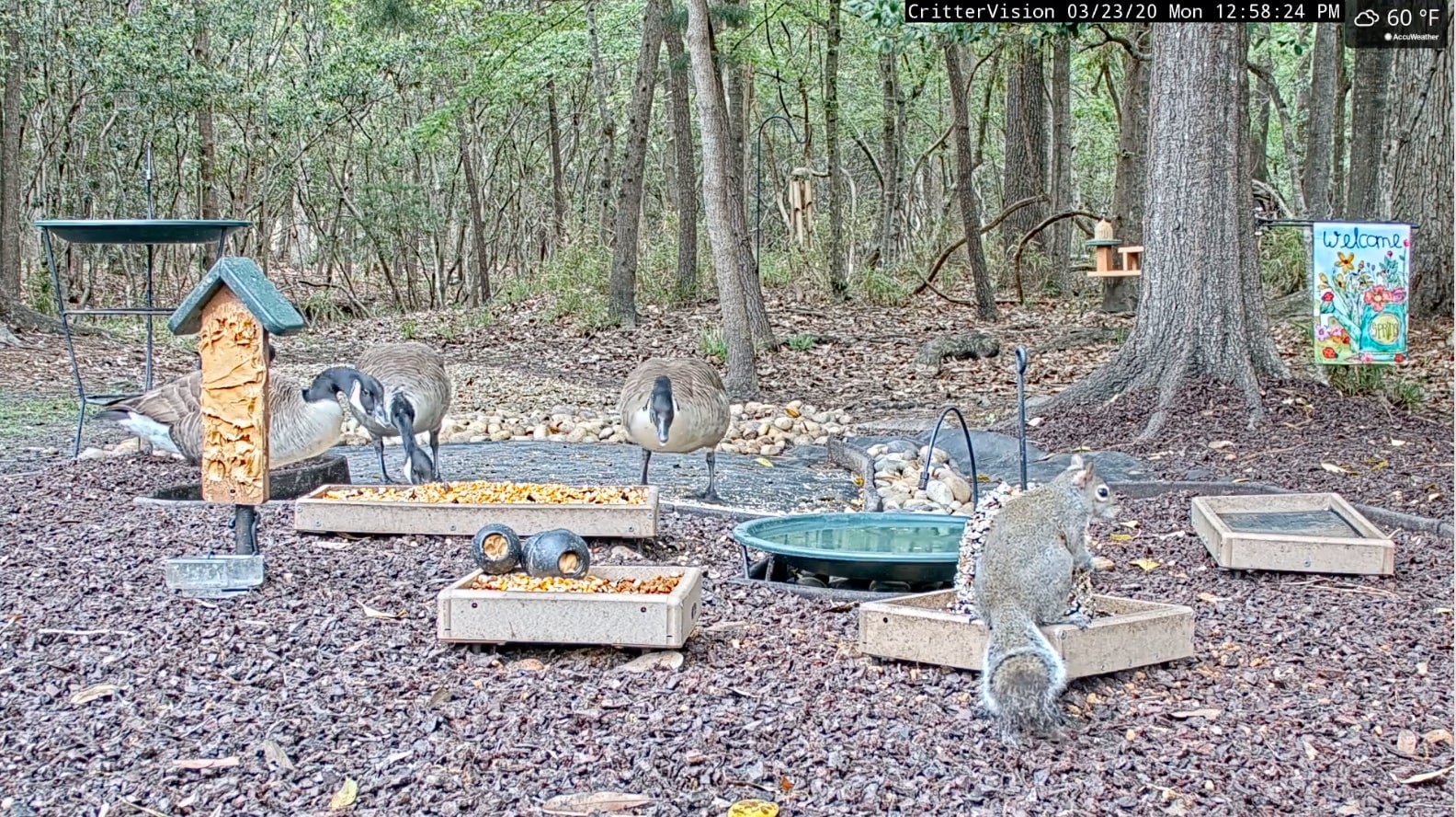 Image: CritterVision