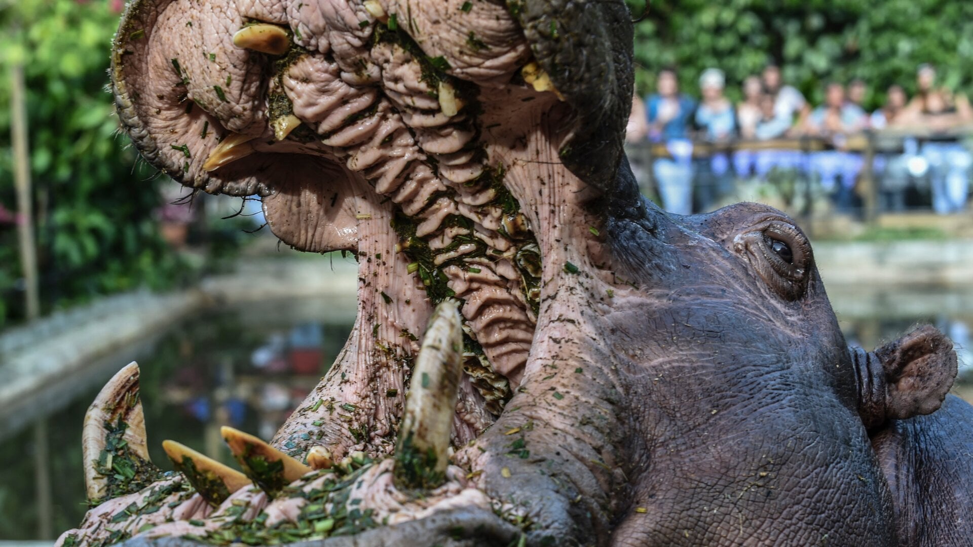 A hippo known as Pepa  in Medellin, Colombia on July 15, 2018. Pepa was part of the initial batch of animals imported by drug lord Pablo Escobar back in the 1980s.