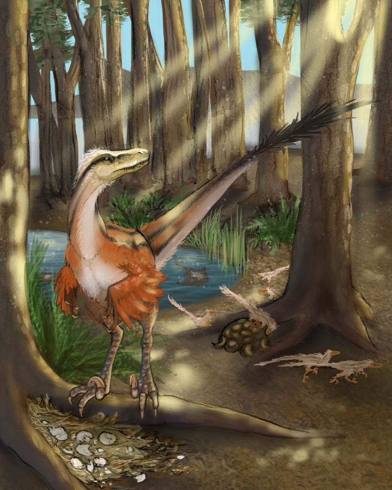 Artist’s conception of Dineobellator notohesperus standing over its nest. 