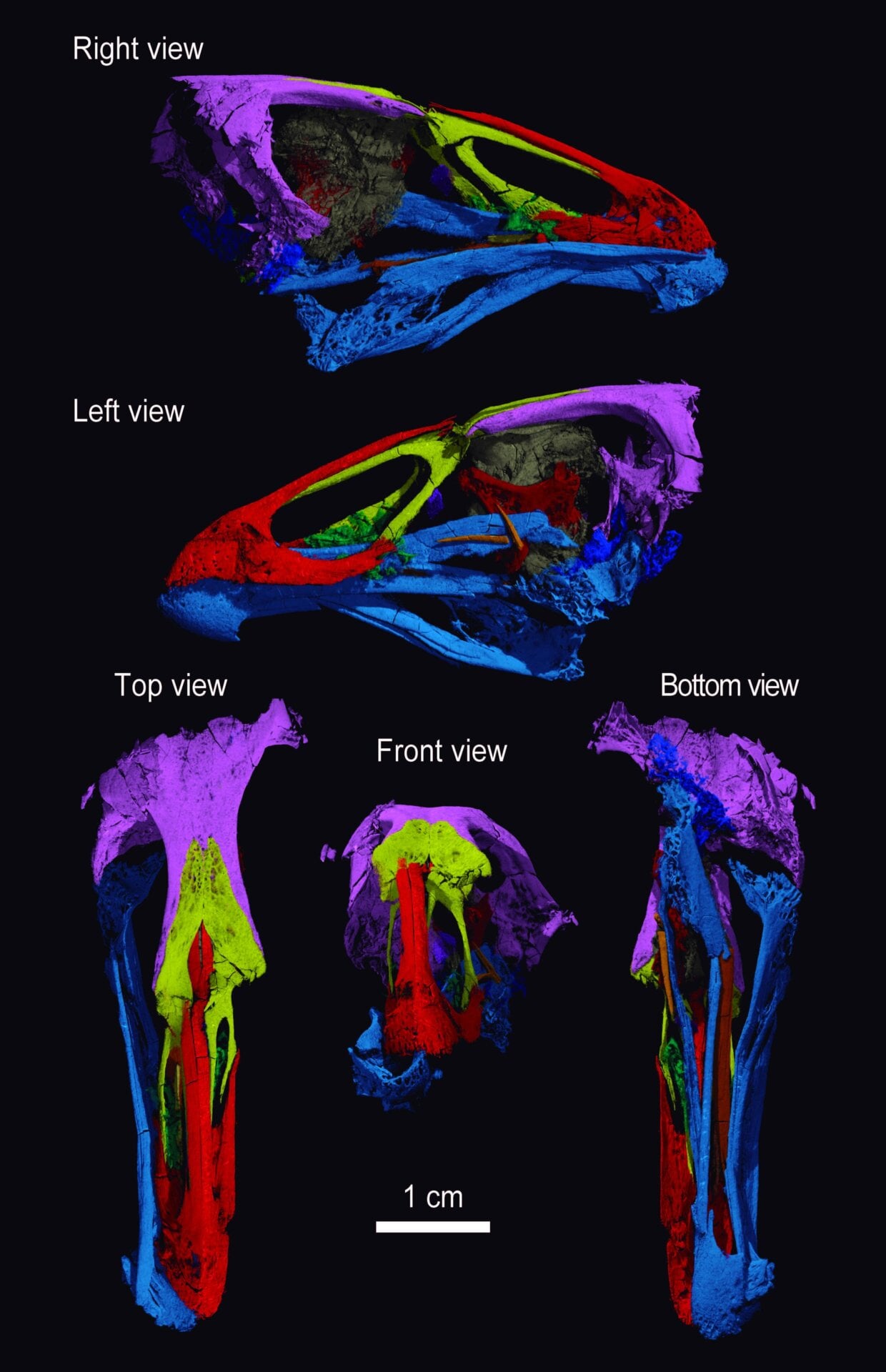 Three-dimensional image of the skull of the world’s oldest modern bird, Asteriornis maastrichtensis. 