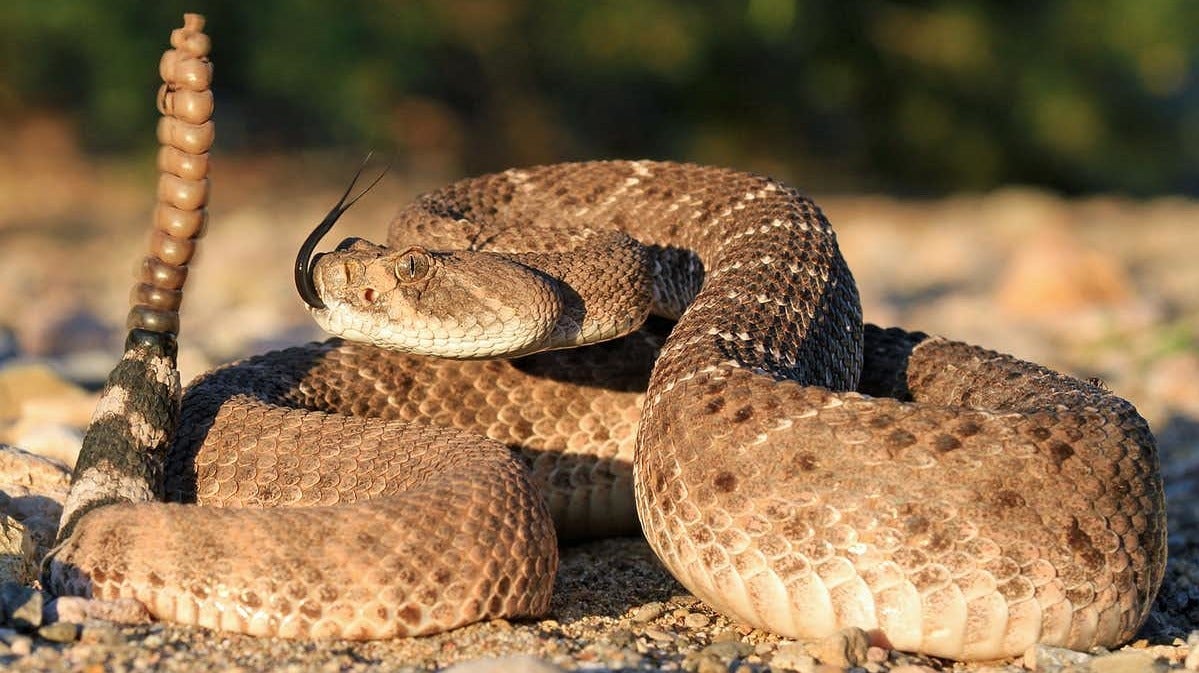 A western diamondback rattlesnake (Crotalus atrox) in a defensive stance.