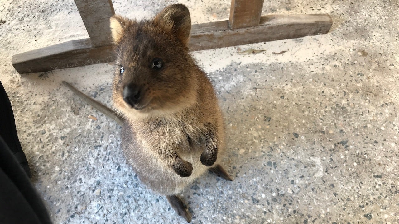 File photo of a quokka on Rottnest Island, Australia, taken in 2018