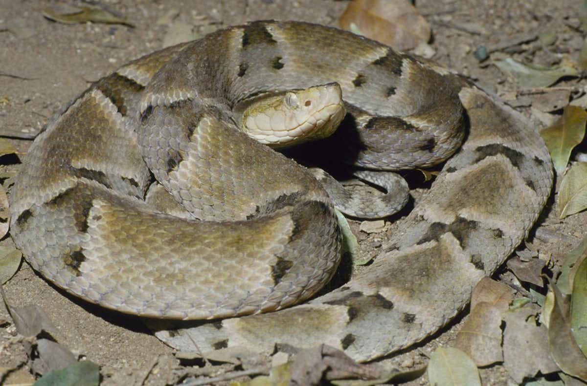  Brazilian caissaca, a snake with a particularly painful venom. 