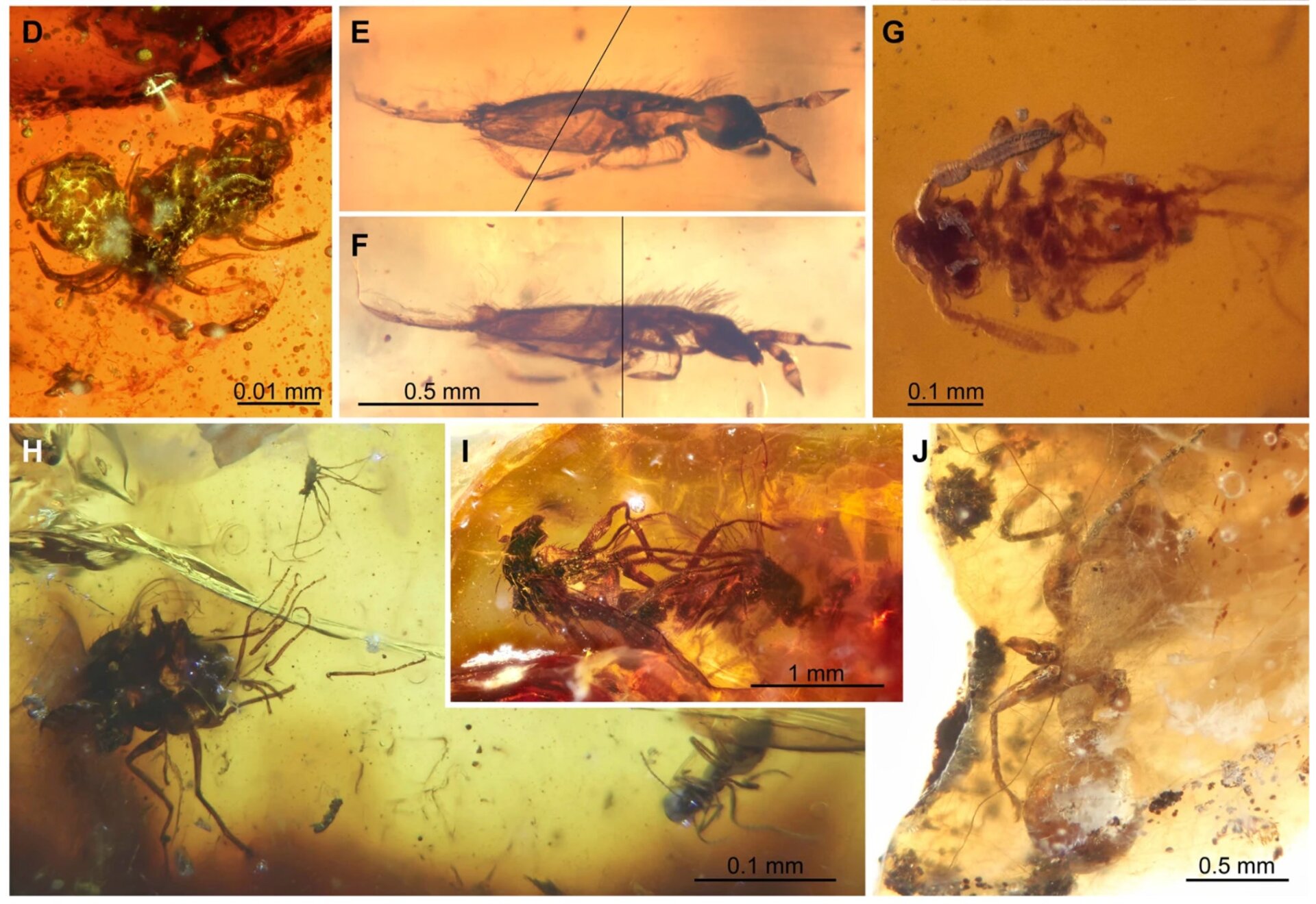Various critters found trapped in amber originating from the southern hemisphere. 