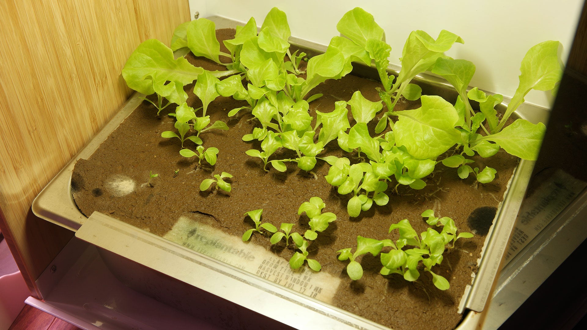 The Replantable’s enclosed box meant it was much more tolerable to live with than the other systems, which bombarded my apartment with light 16 to 18 hours a day. 