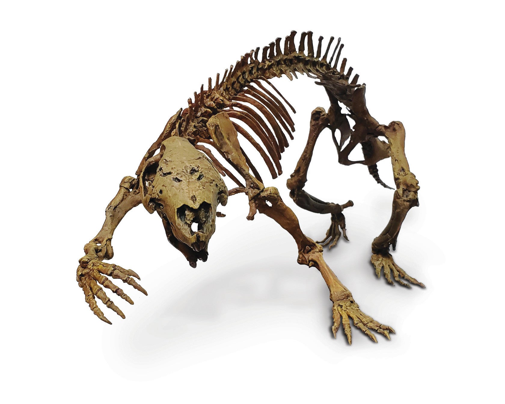 Mounted cast skeleton of A. hui.