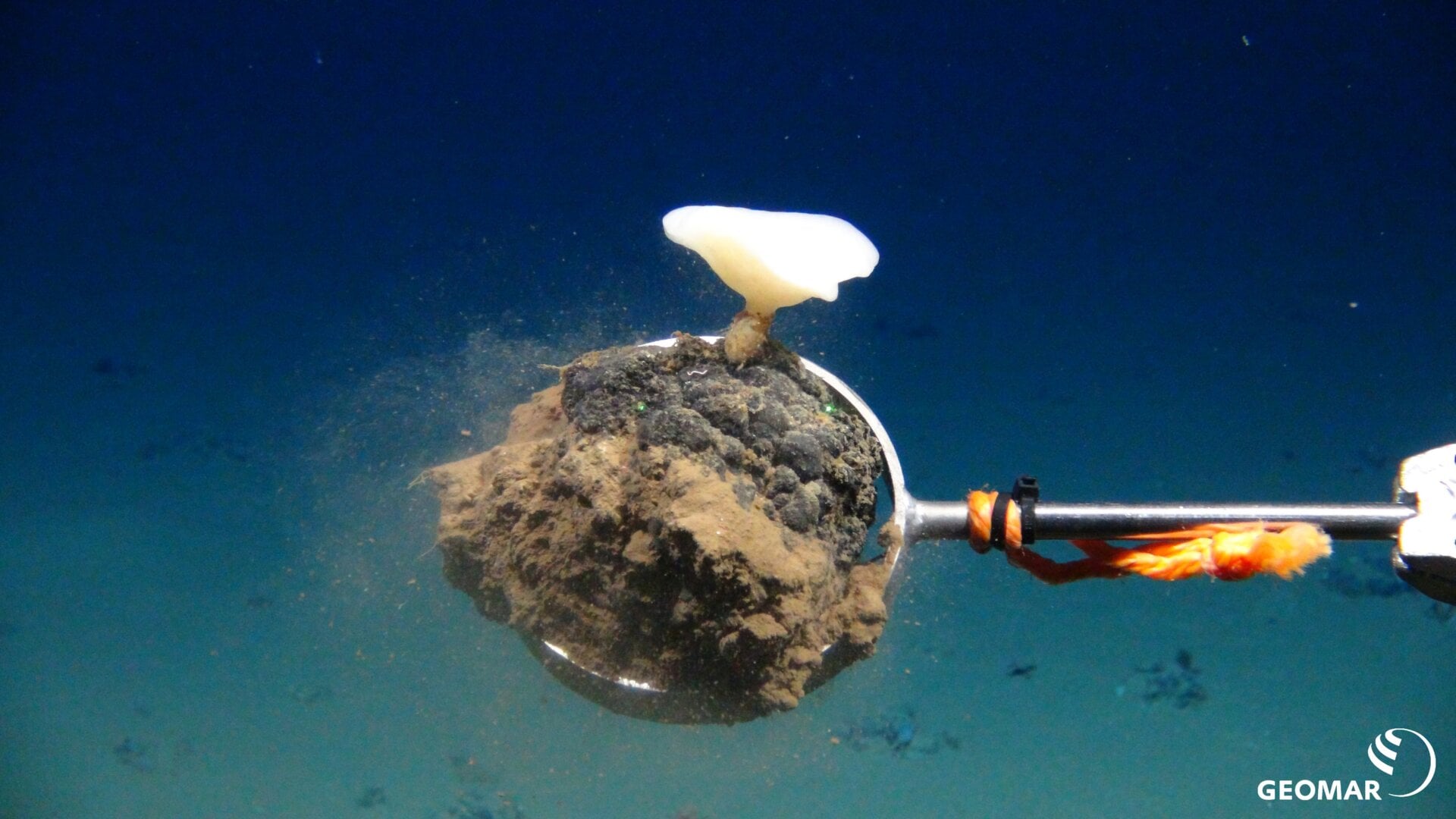 A sponge attached to a polymetallic nodule