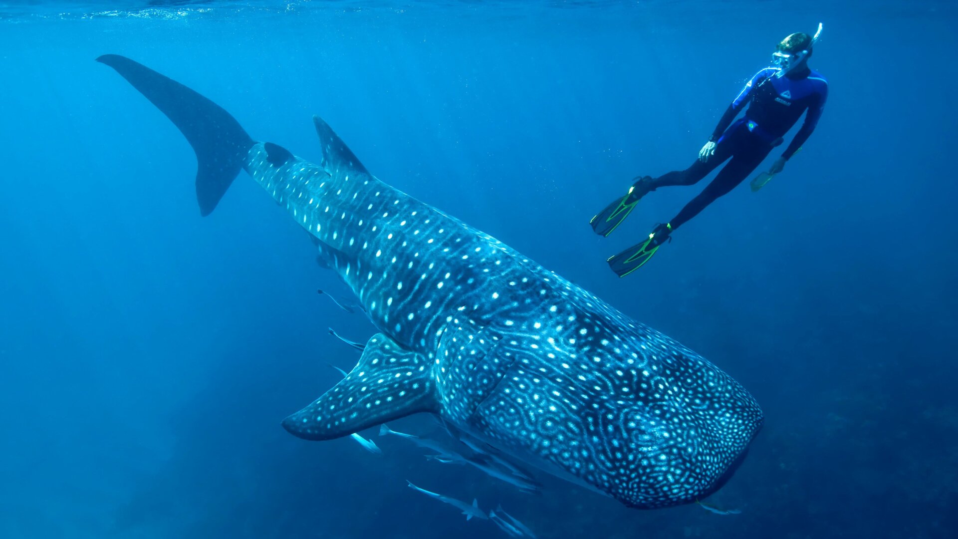 Study author Mark Meekan swimming with a whale shark.