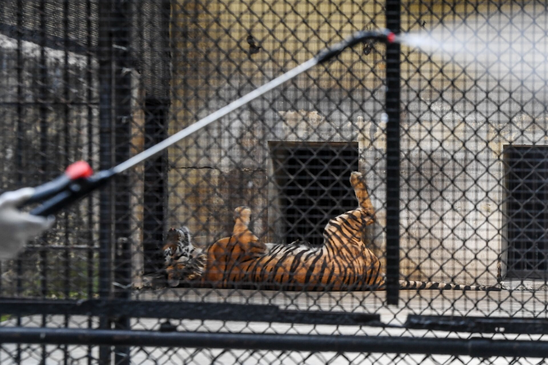 A worker sprays disinfectant near the tiger cages at Alipore Zoological Garden in Kolkata.