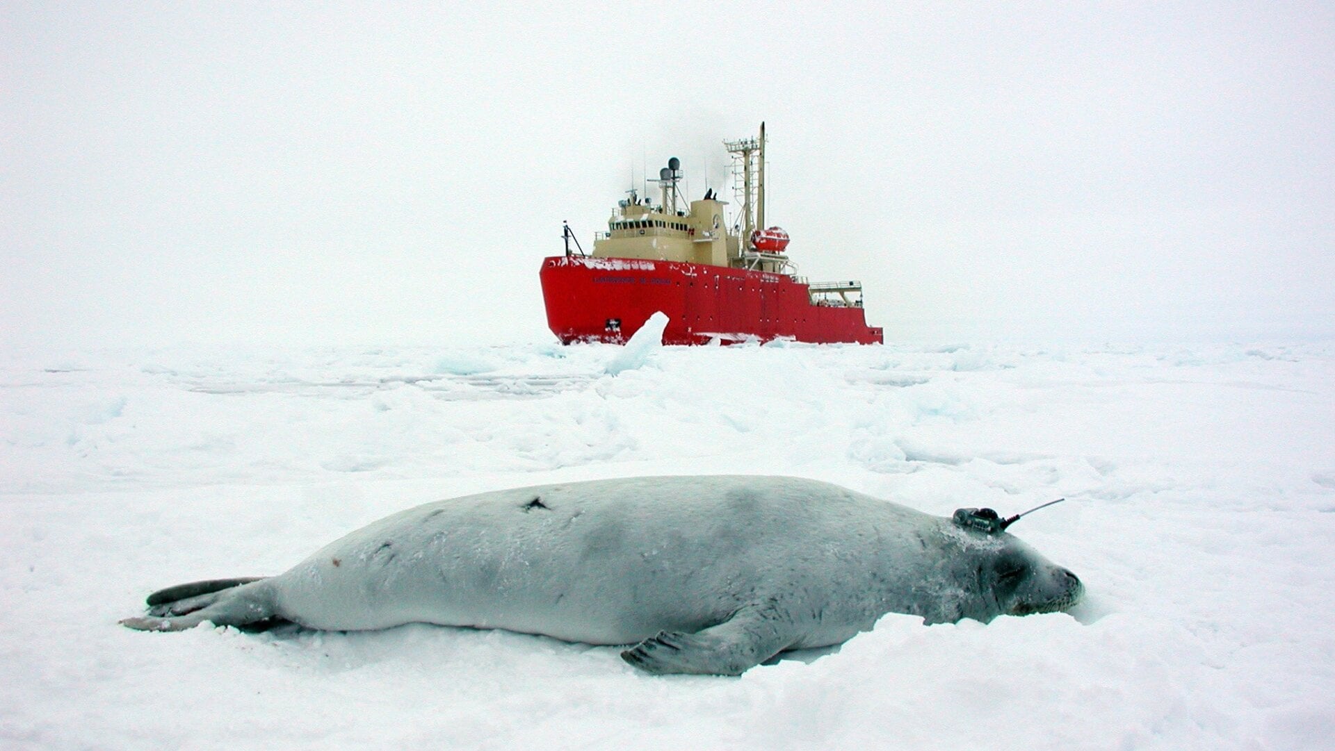Researchers used data from tracking studies of crabeater seals to infer the distribution of krill and project how it is likely to change in the future.