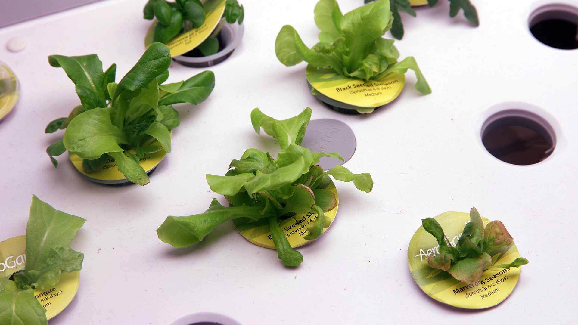 Each company’s seed pods are all pretty similar, you just drop them in their designated hole and that’s it. 