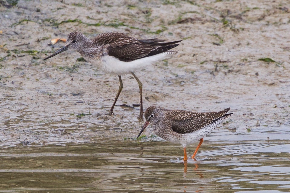 A common greenshank (top) and a common redshank (bottom), two of the eight shorebirds featured in the new study.