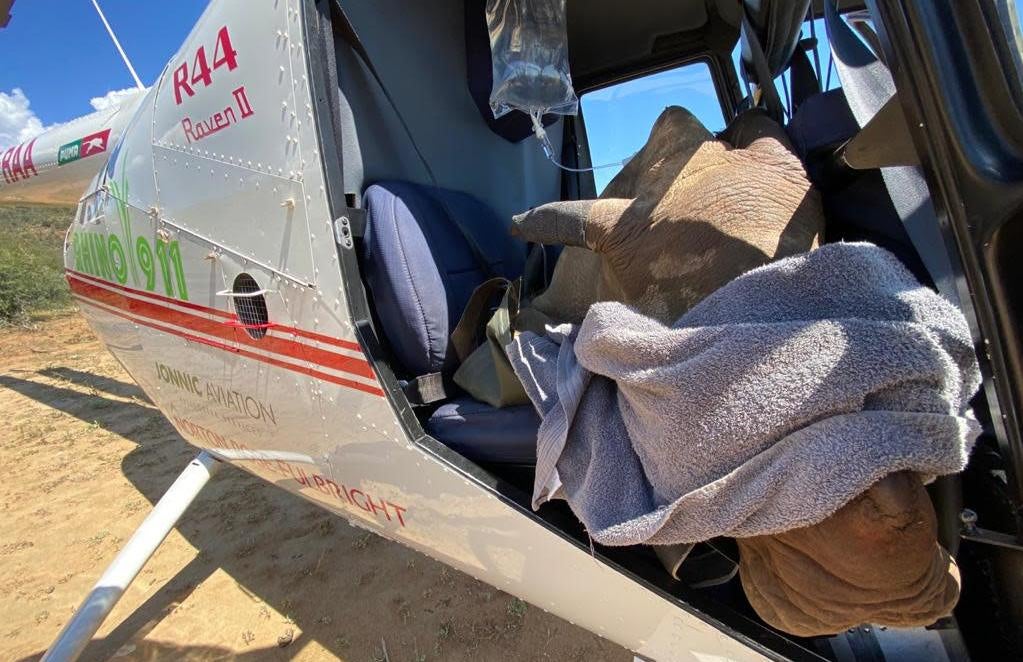 A rhino calf recently orphaned after its mother was killed by poachers before being transported to a orphanage.