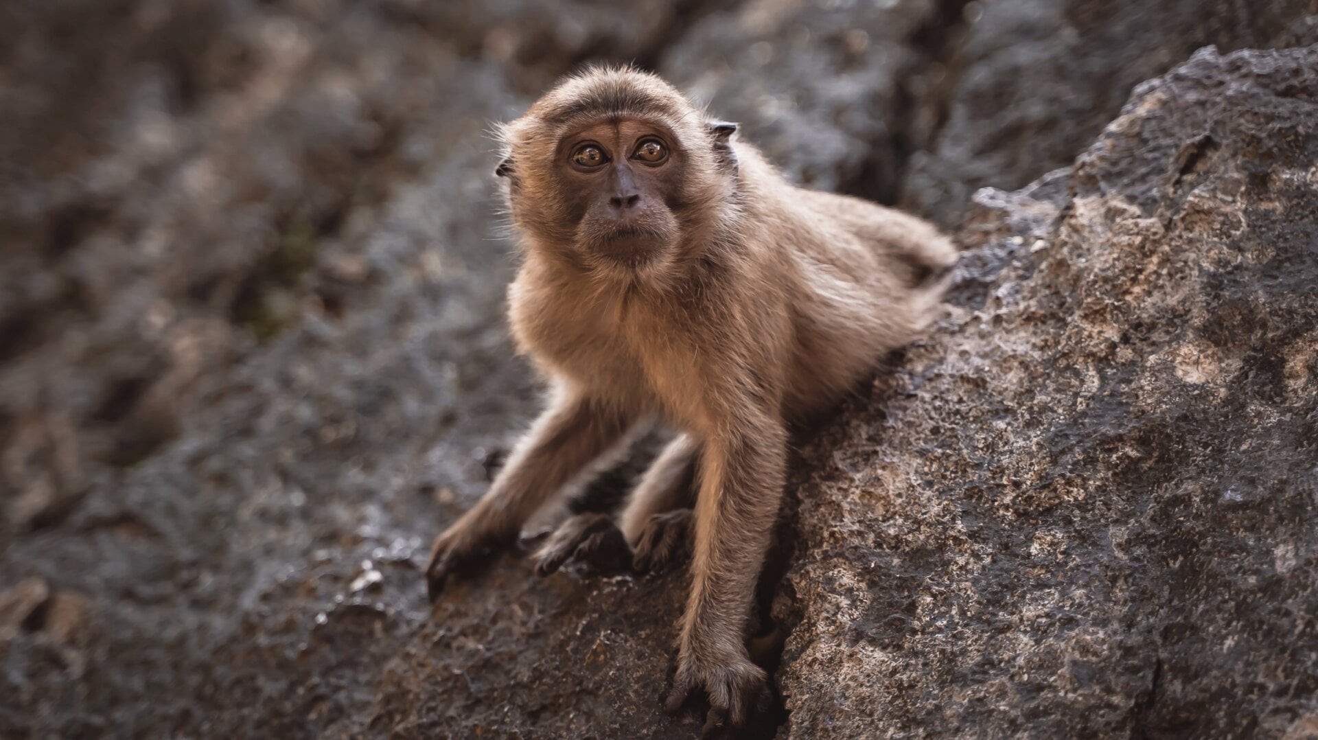 A cynomolgus macaque, also known as the long-tailed or crab-eating macaque.