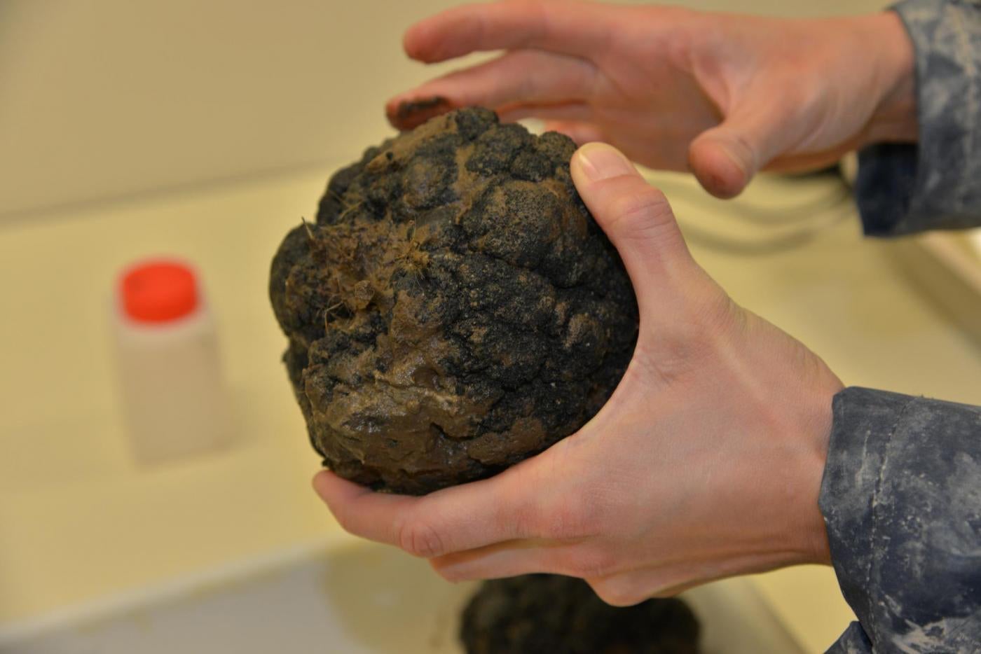 A polymetallic nodule