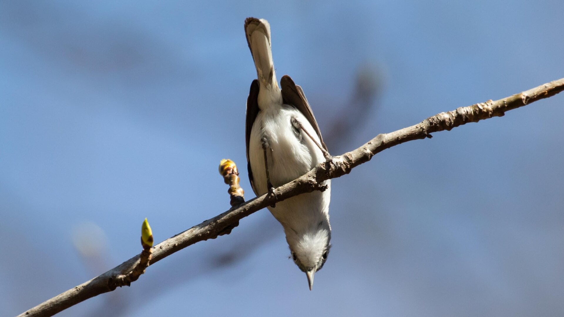 A bird. What’s the deal with it?
