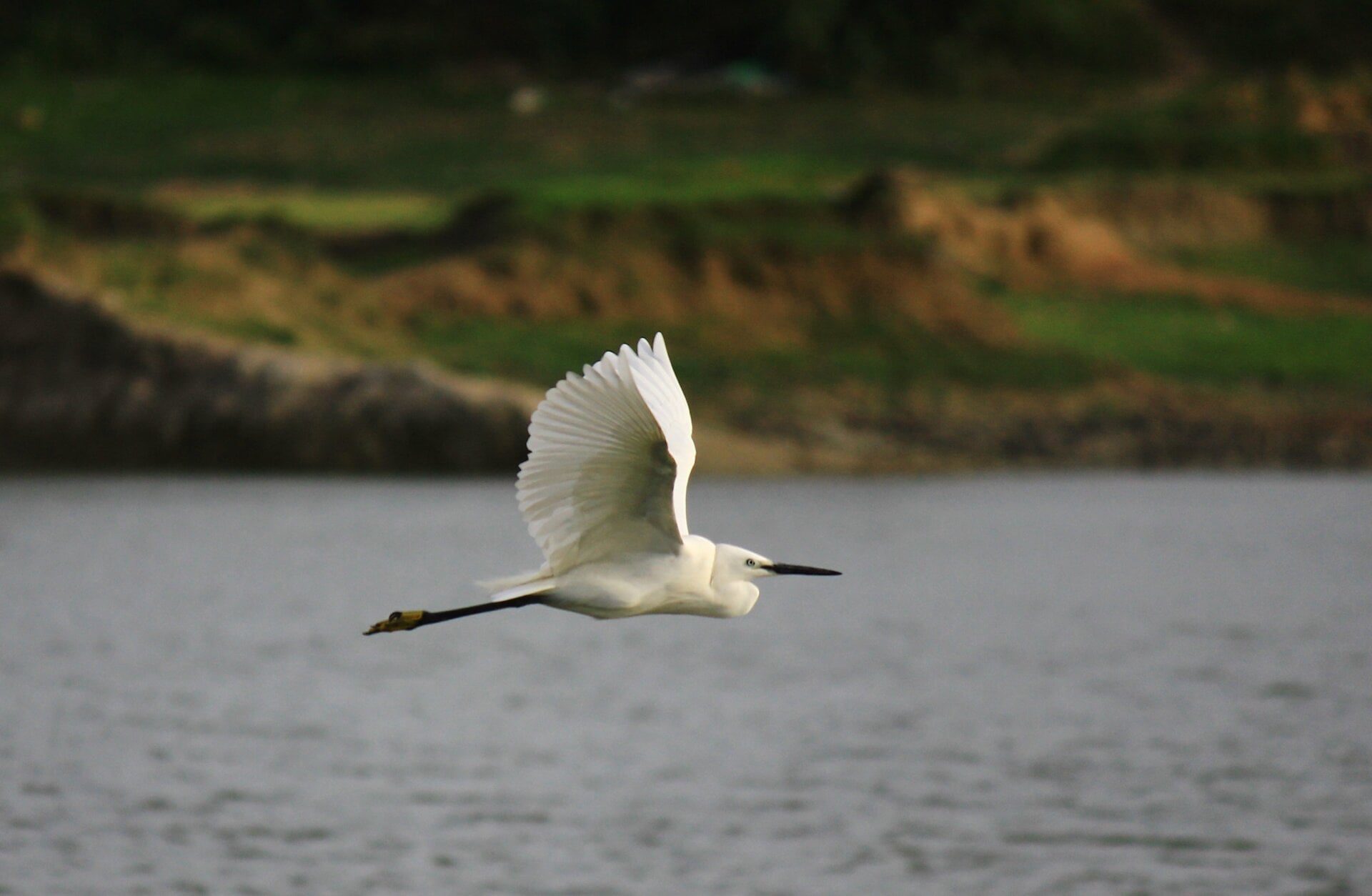 A little egret in flight, another species seen on the tidal flats in the new study.