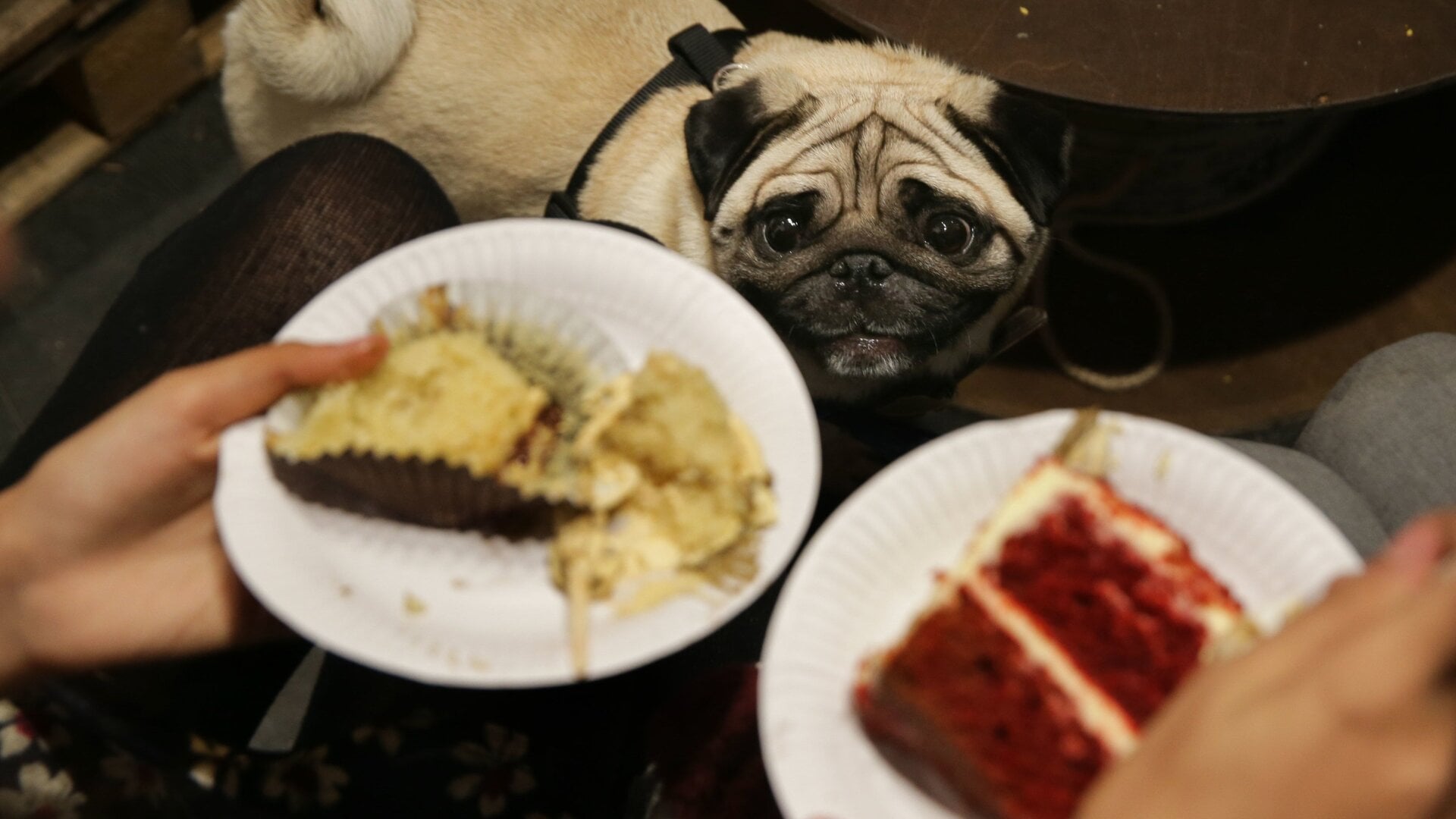 Even this dog understands the healing power of cake and sweets.