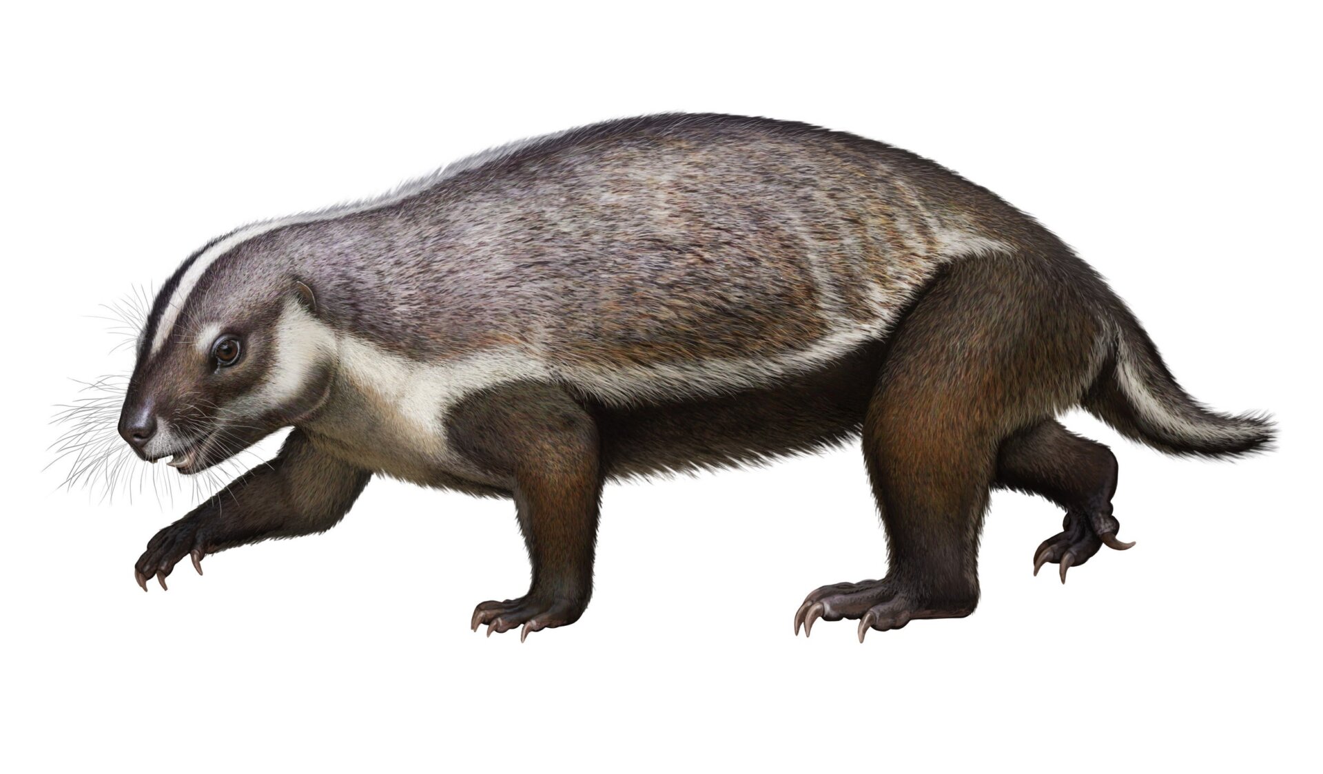 Reconstruction of Adalatheruim hui.