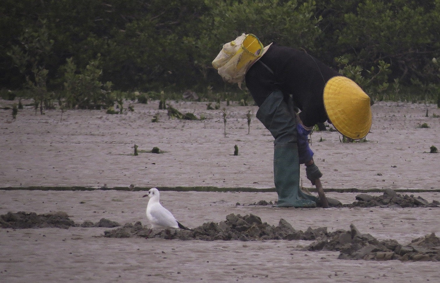 Local fishermen were close to foraging birds when walking around and working at the seaside.