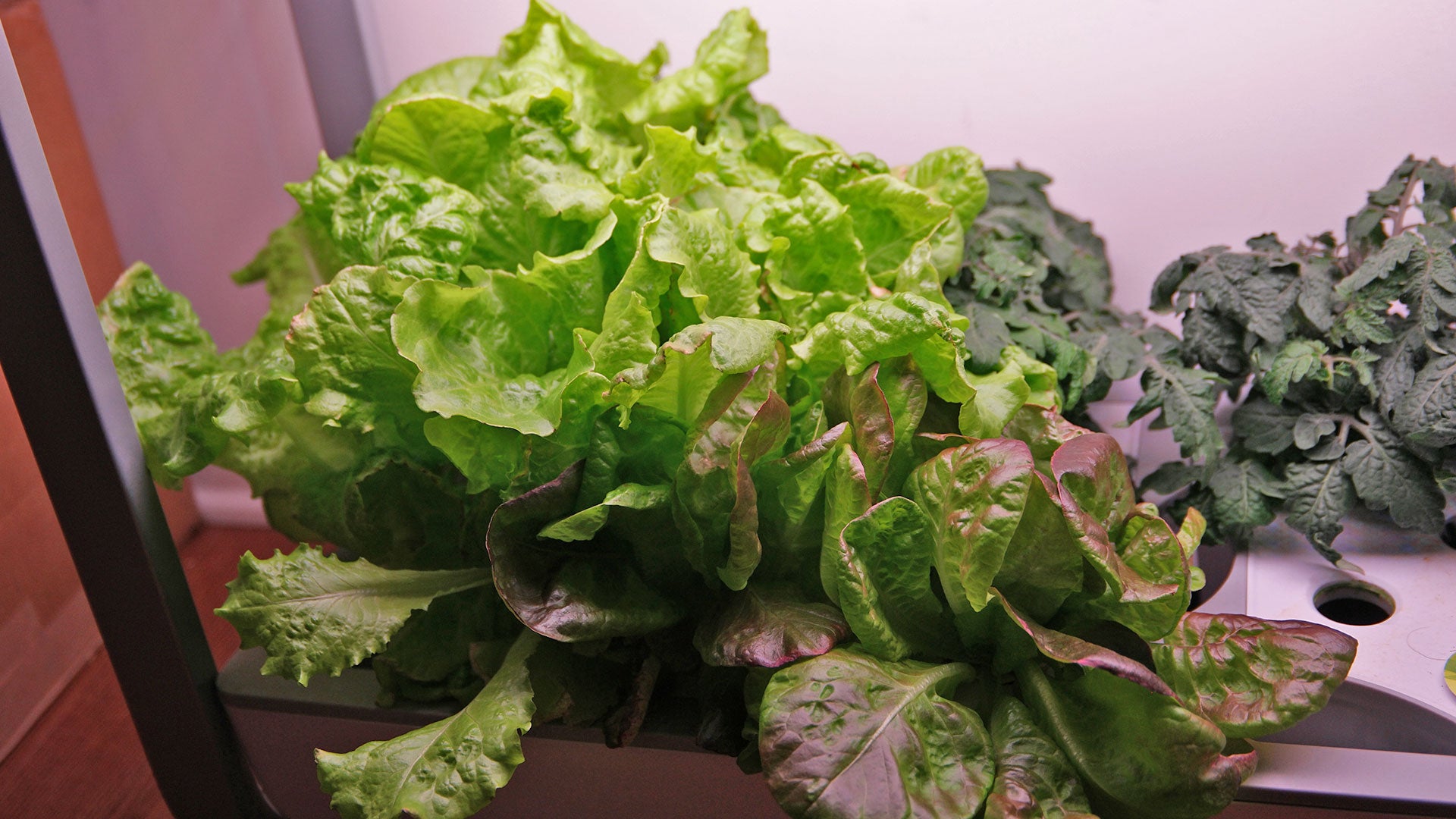 I can’t say it was really worth it, but this turned into one of the best salads I’ve ever eaten. 