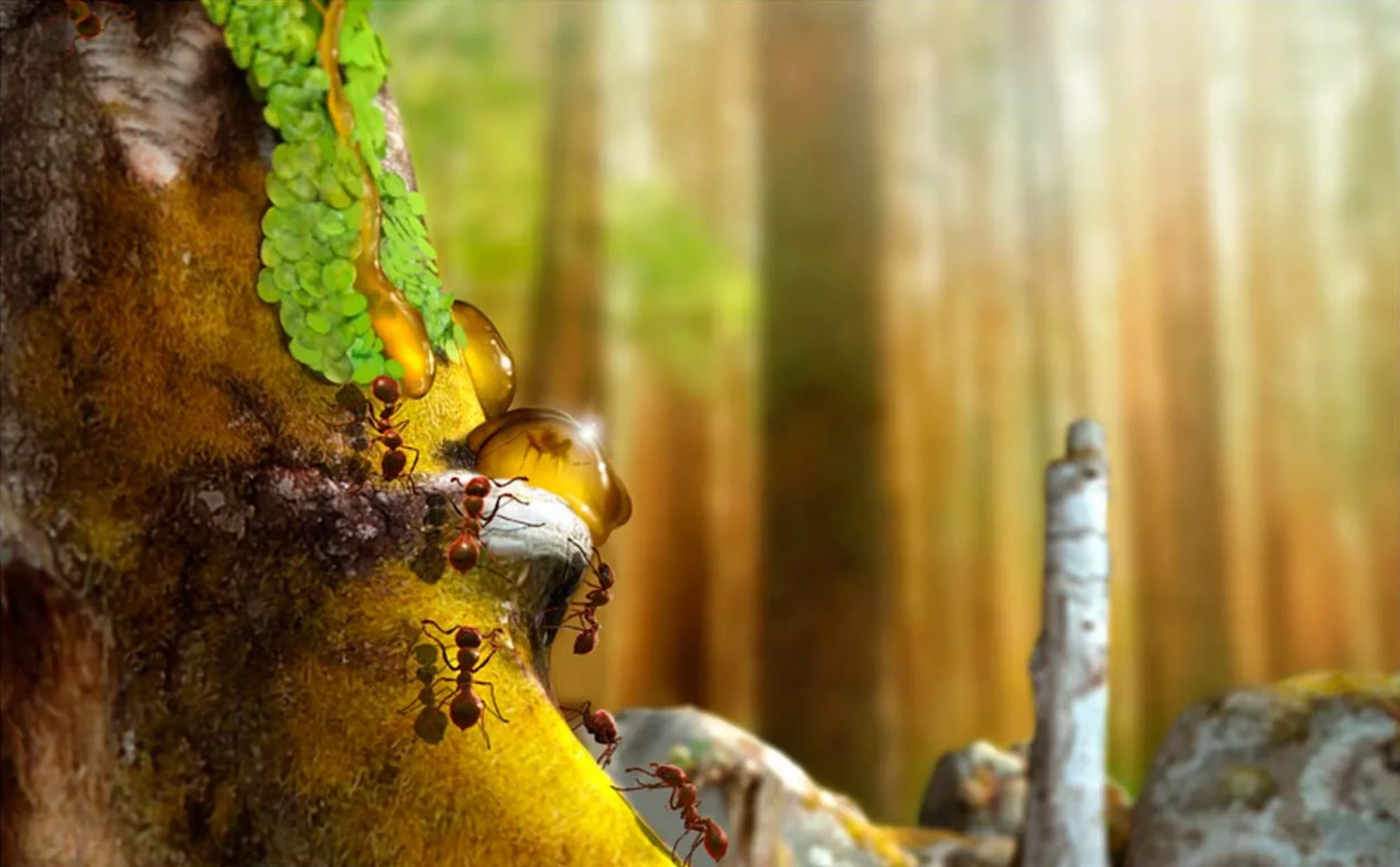 Artist’s reconstruction of Monomorium, a previously unknown species of ant found frozen in Australian amber. 