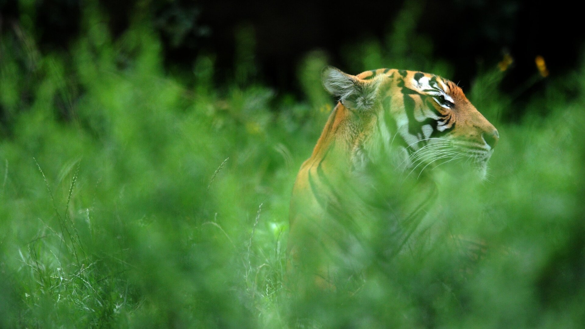 A Malayan tiger, a subspecies of tiger found in the southern and central parts of the Malay Peninsula, rests in his enclosure at the Zoo of Prague.