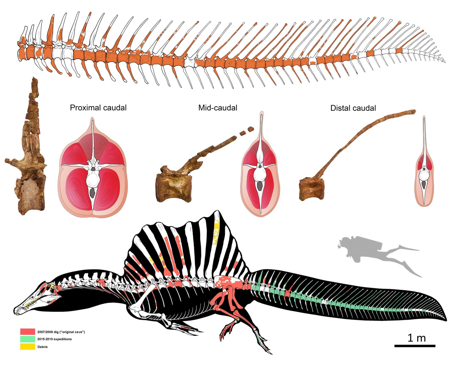 Reconstruction of Spinosaurus. Green shows new tail fossil, while other colors show previous fossil discoveries (note the scuba diver for scale!). Missing bones are shown in white. Top image shows the new tail fossil. 
