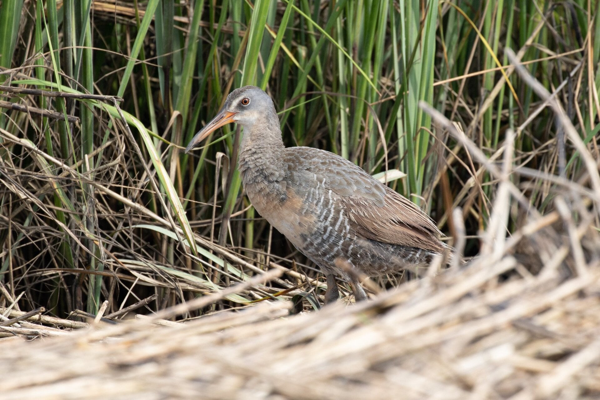 Clapper rail