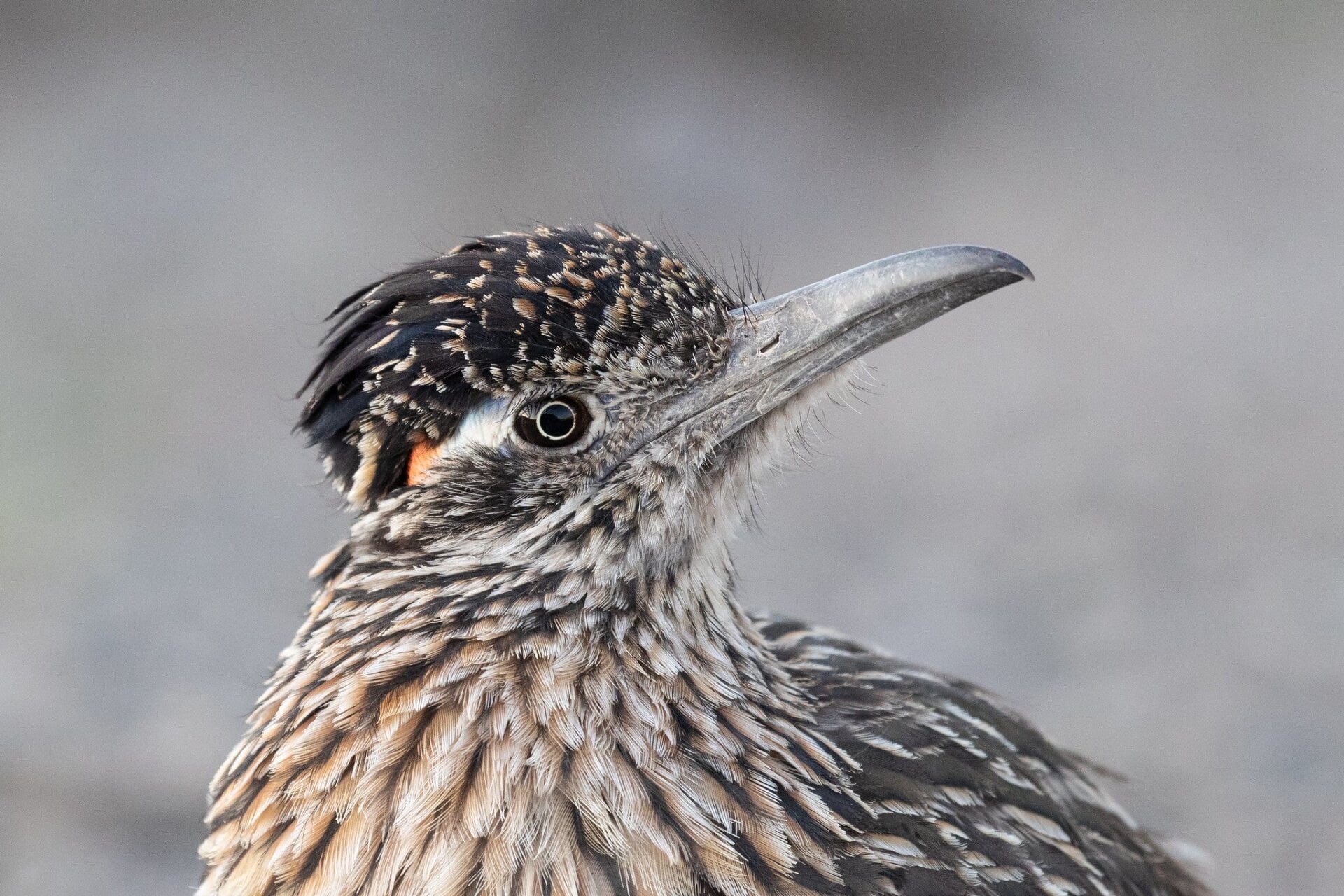 Greater roadrunner