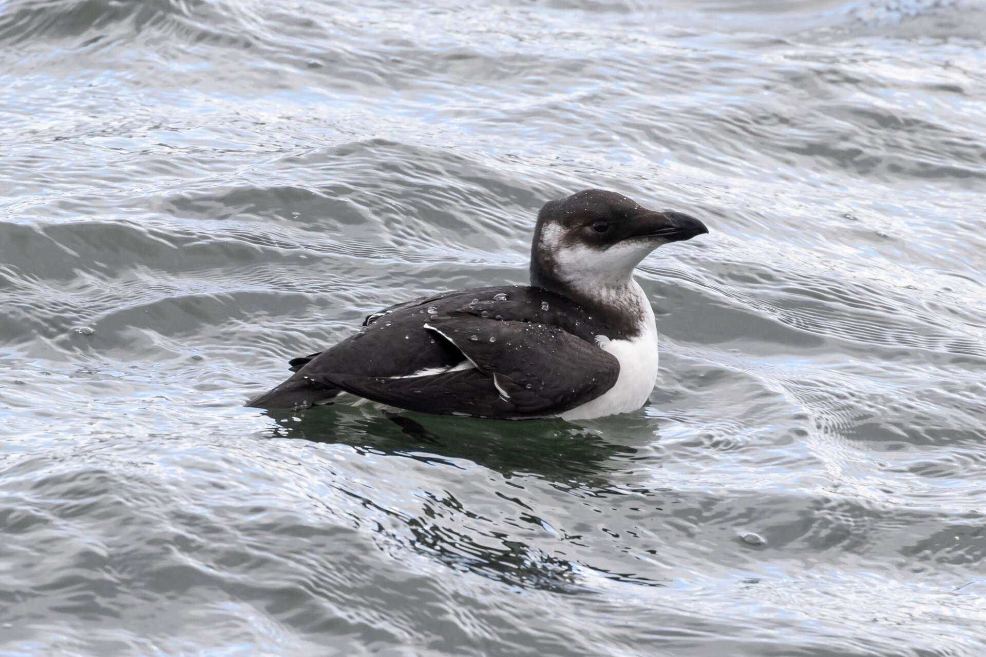Razorbill