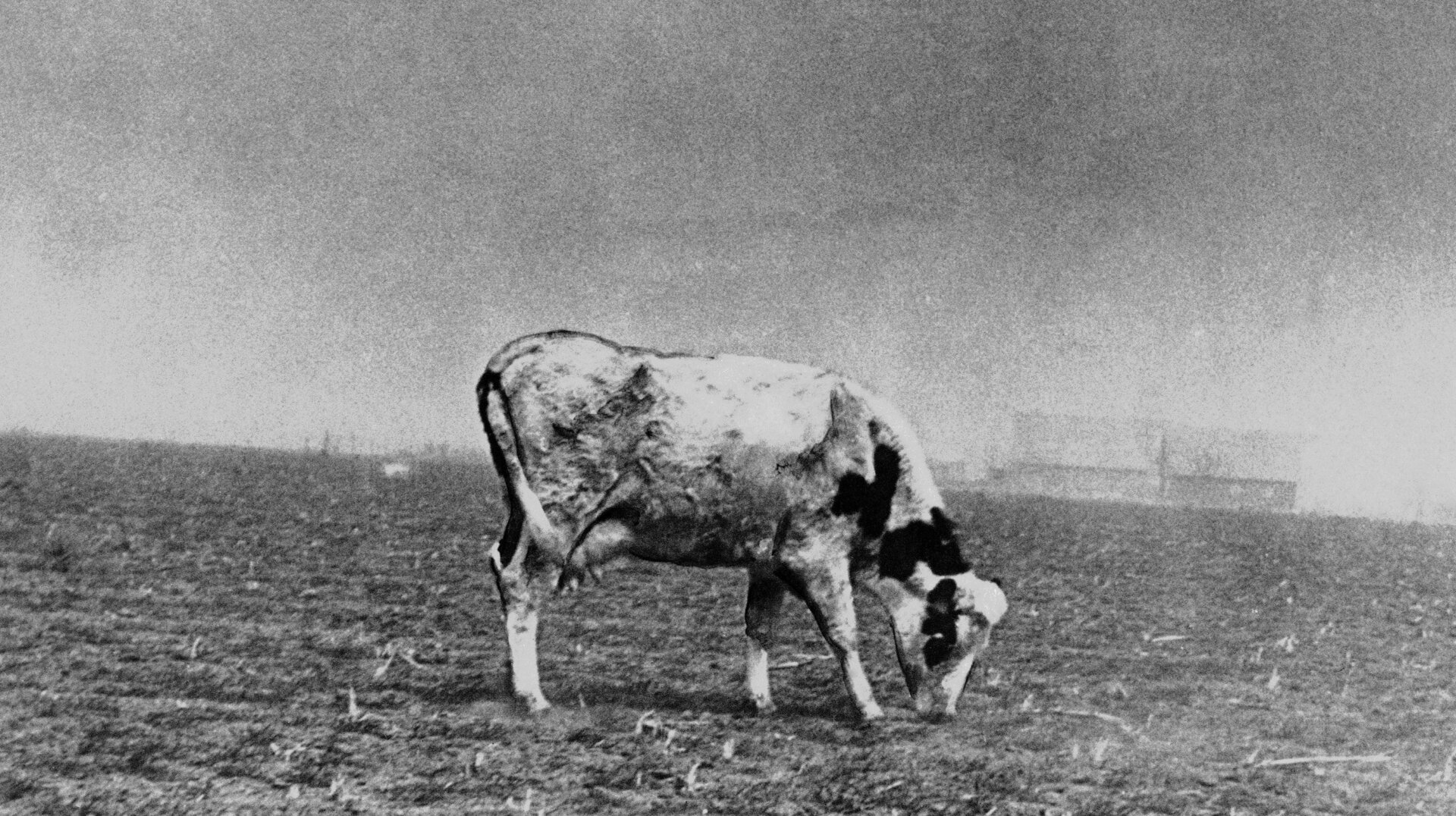 A cow looking for food in Kansas on July 8, 1936.
