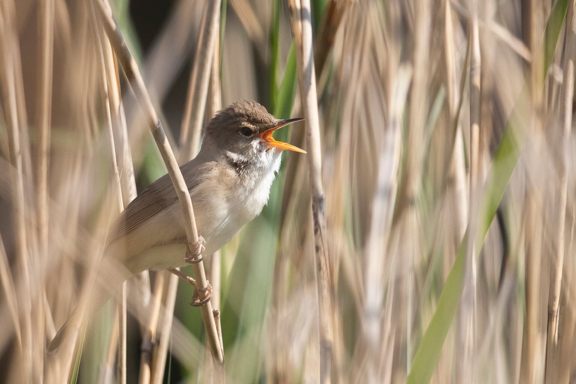 A reed warbler sings in reeds next to the Serpentine in Hyde Park on May 21, 2020 in London, United Kingdom.