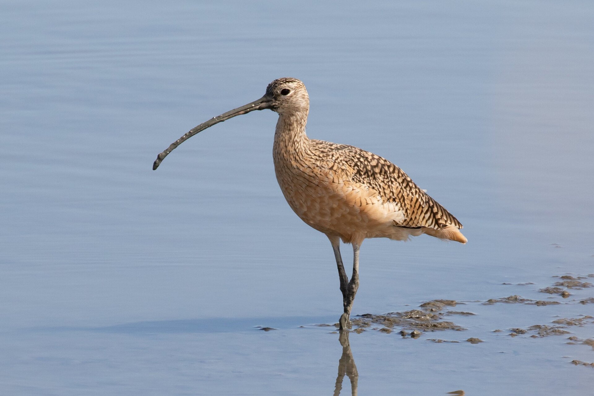Long-billed curlew