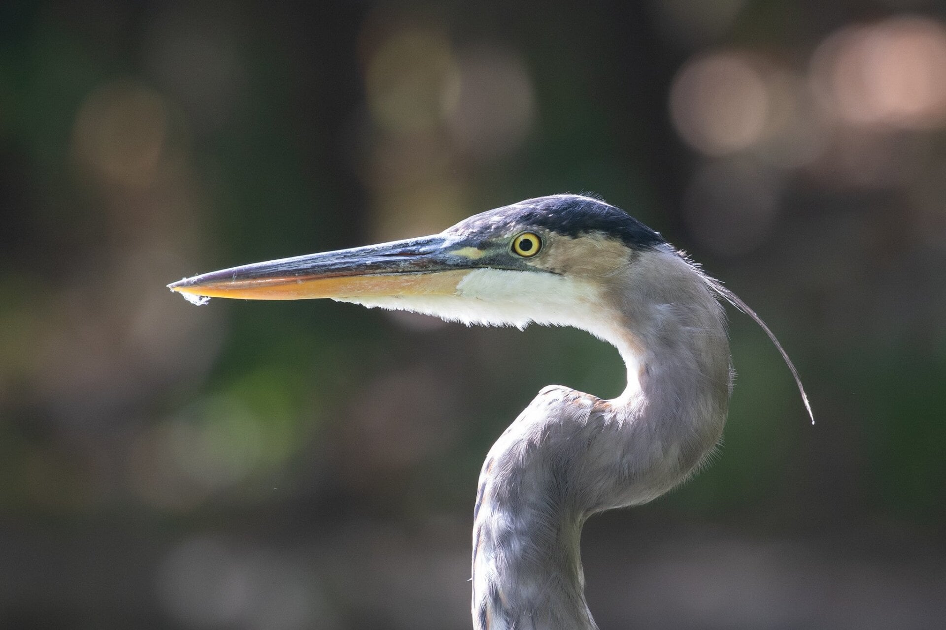 Great blue heron