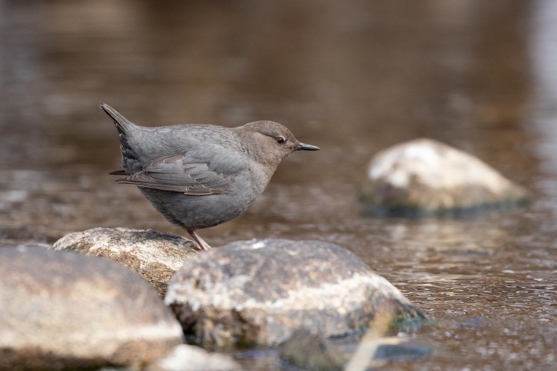 American dipper