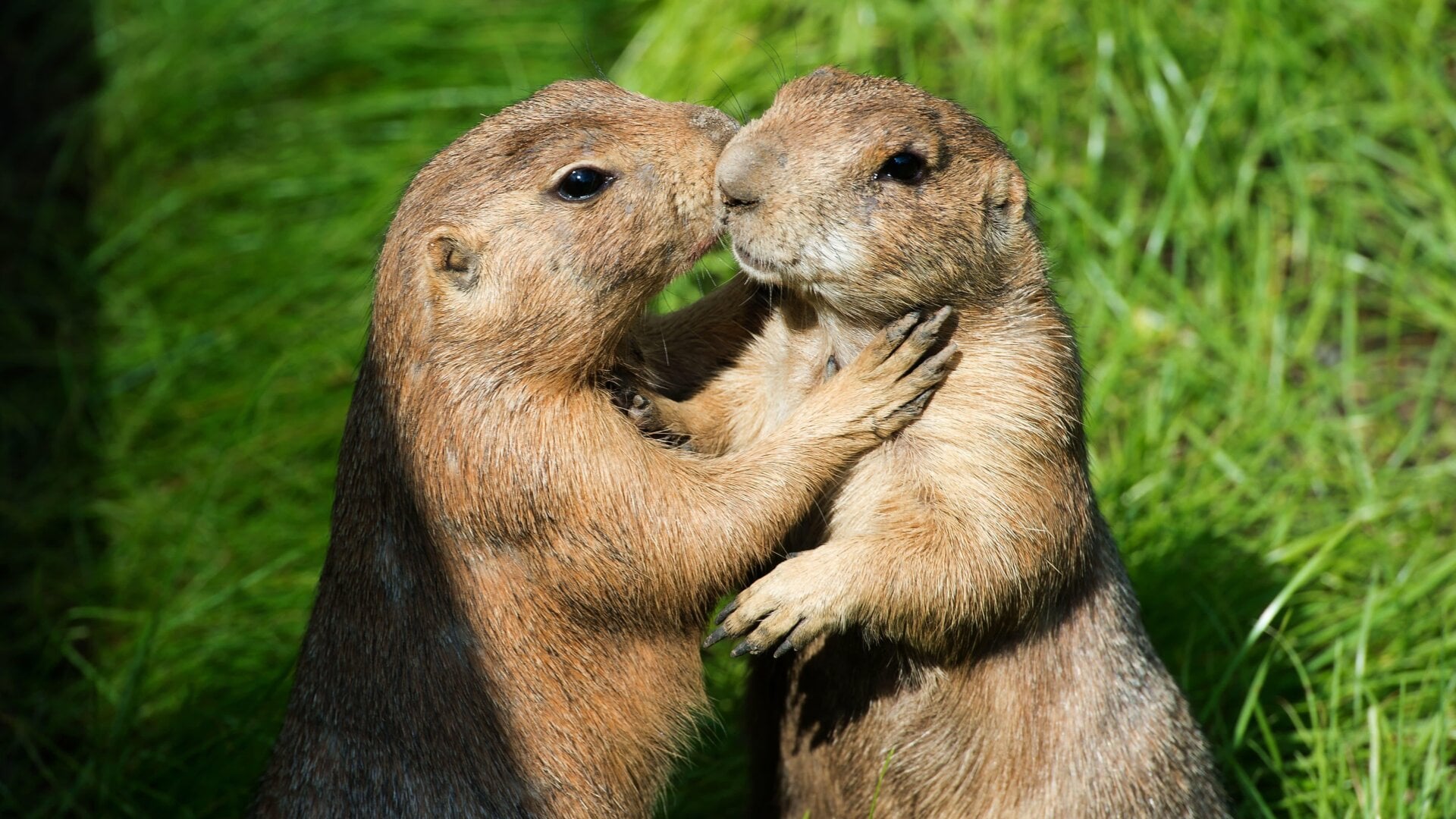 Two prairie dogs at the zoo in Dresden, eastern Germany.