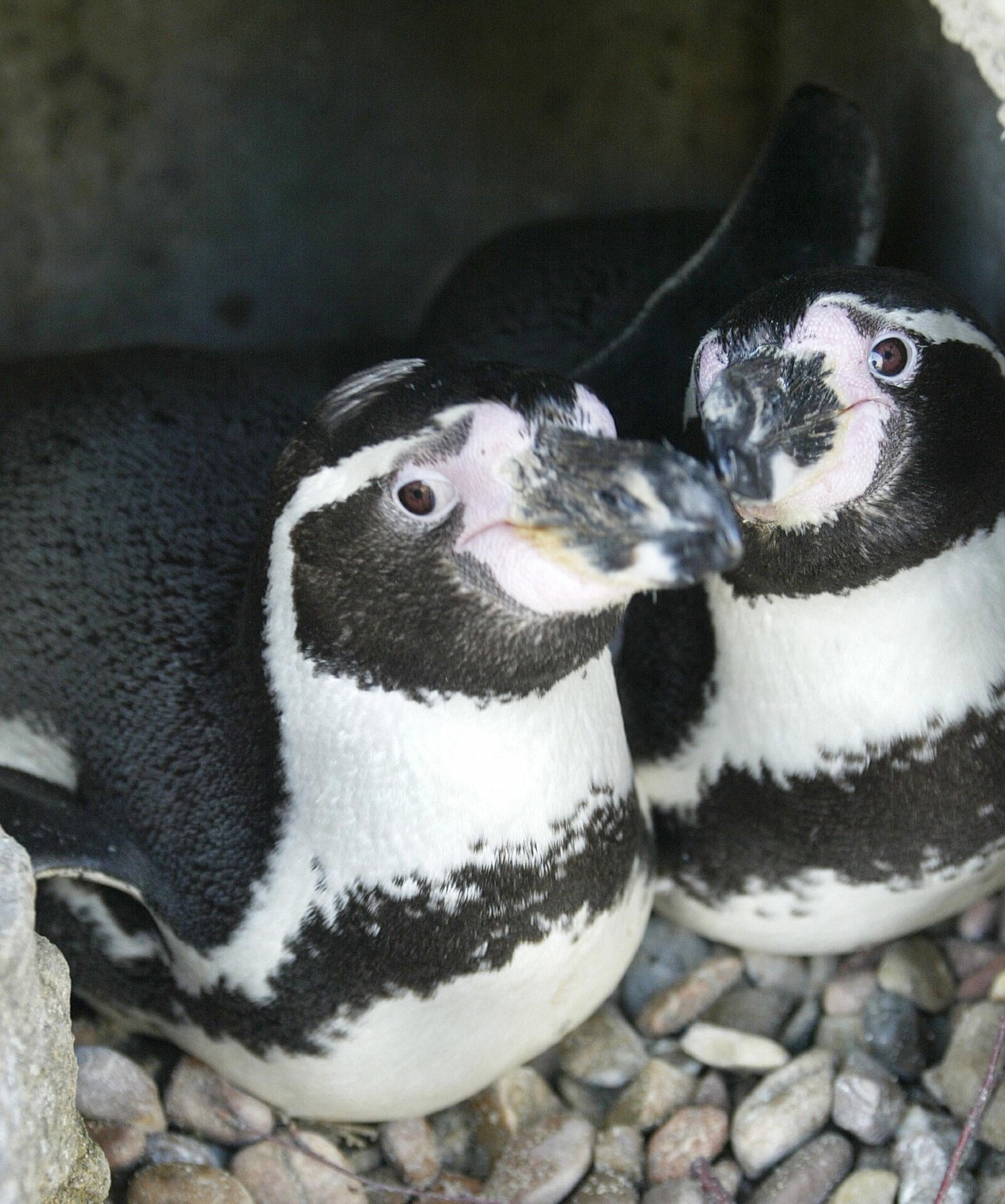 Two male penguins “Sechs Punkt” (Six Point) and “Schraegstrich” (Slash) cuddle at the Bremerhaven zoo in Germany.
