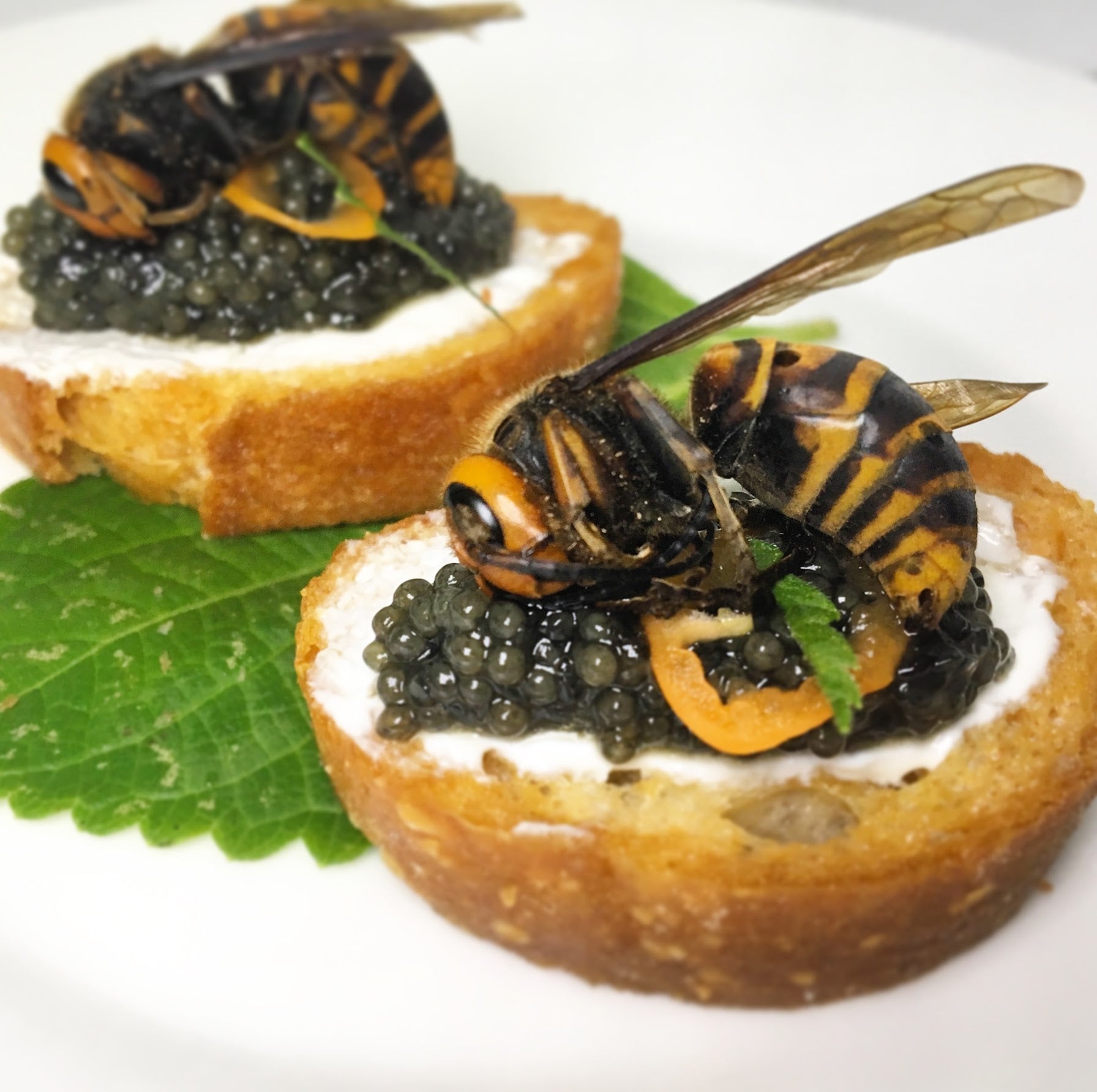 Japanese Hornet, Kaluga, Creme Fraiche, Habanero Crostini