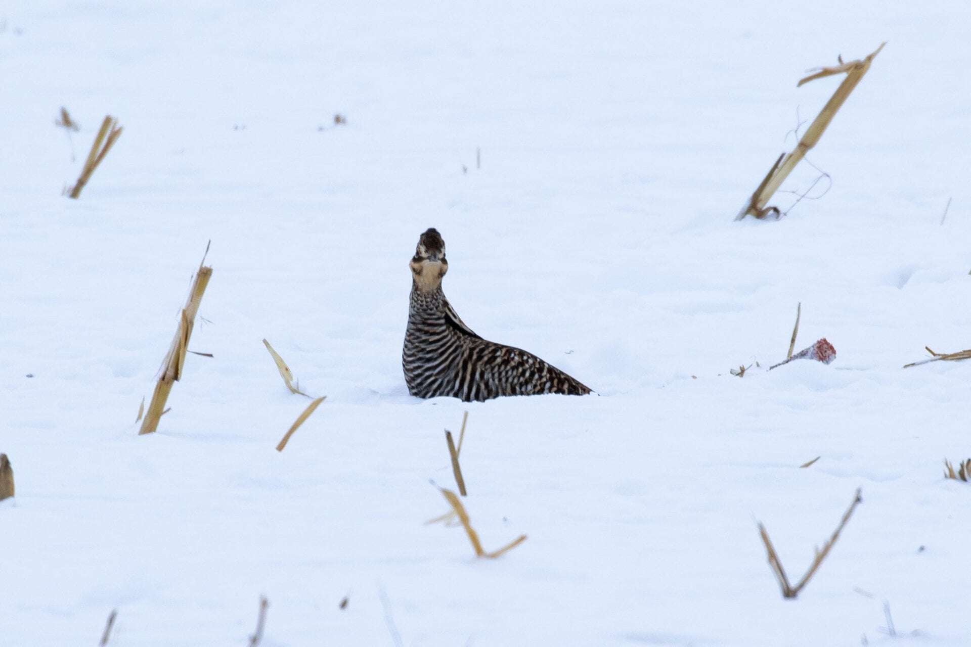 Greater prairie-chicken