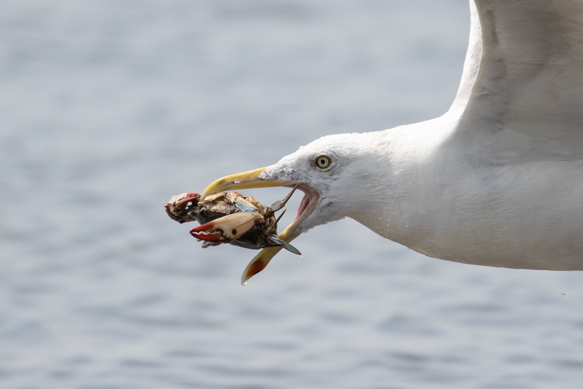 Herring gull