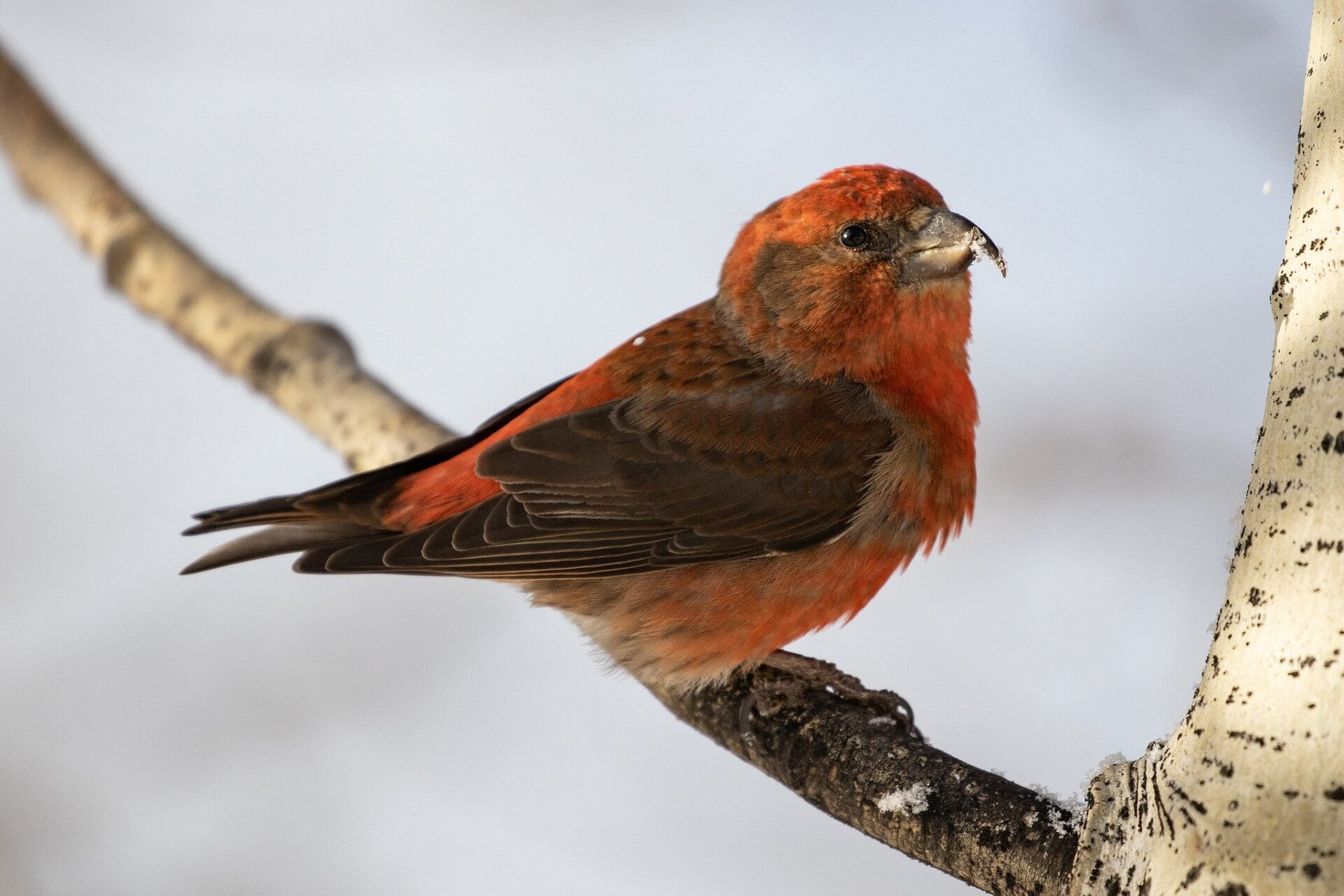 Red crossbill