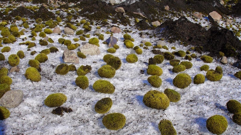 Glacier mice in Breidamerkurjokull, an outlet glacier in Iceland, in 2005.