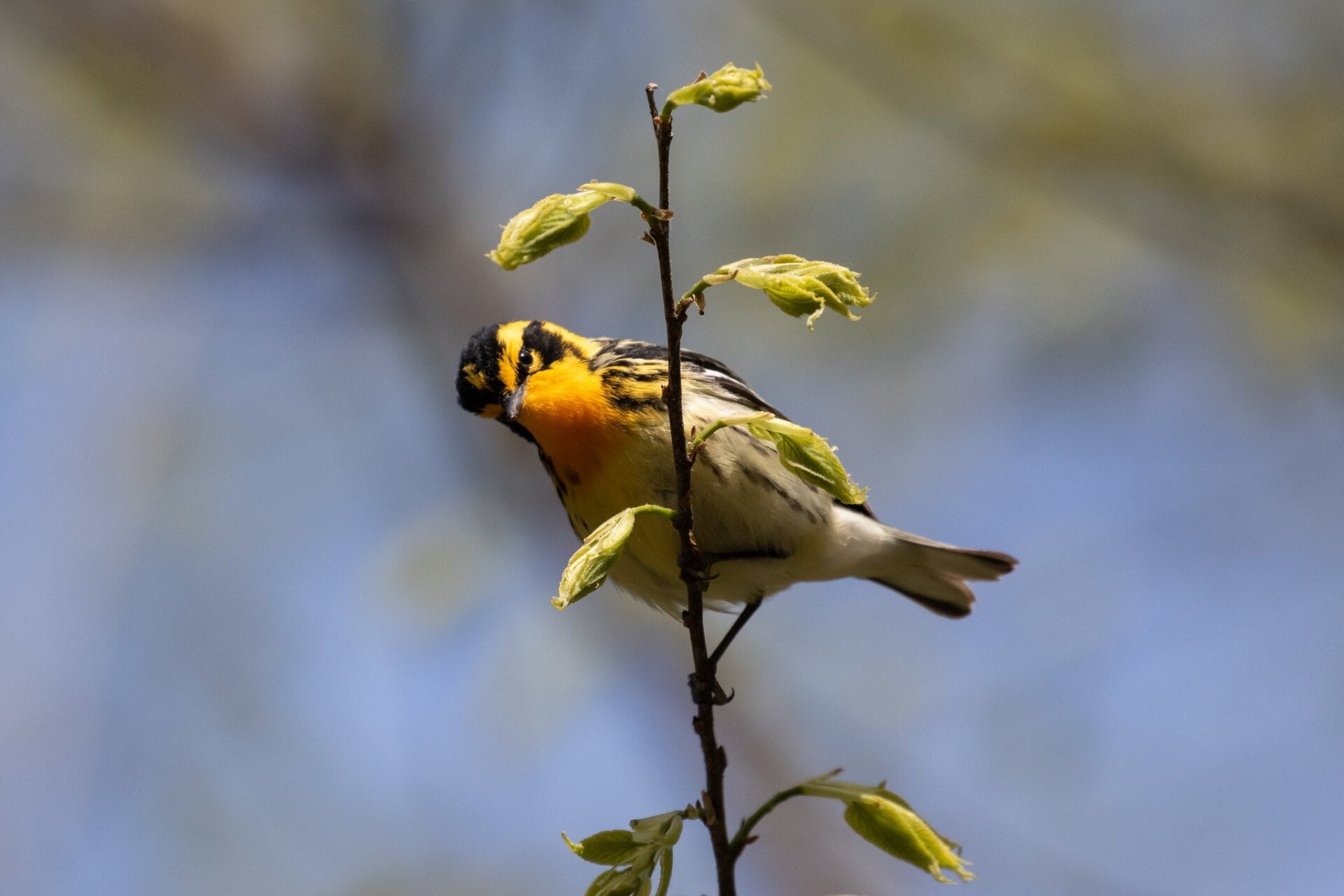 Blackburnian warbler