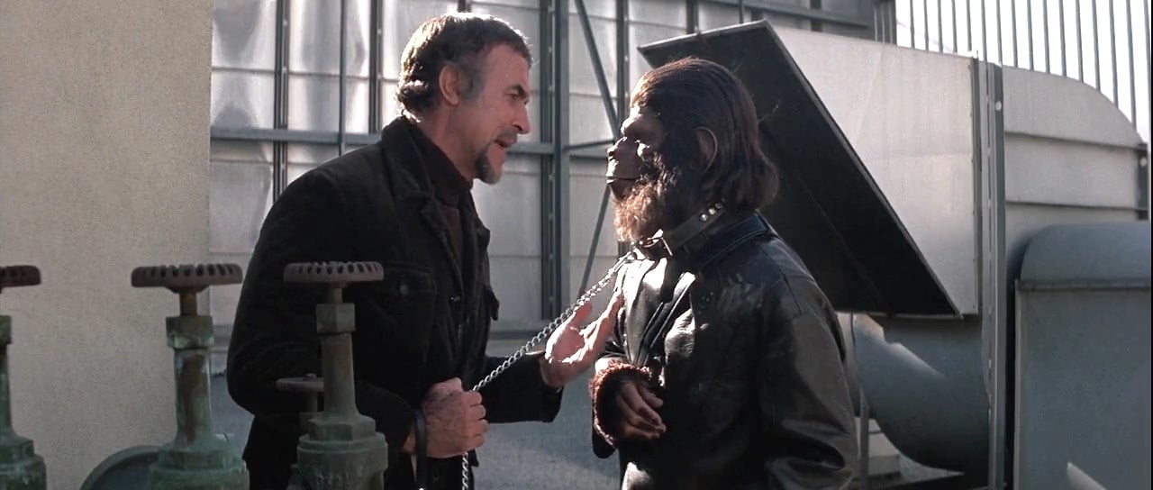 Caesar pretends to be Armando’s pet for safety reasons when they go out in public.