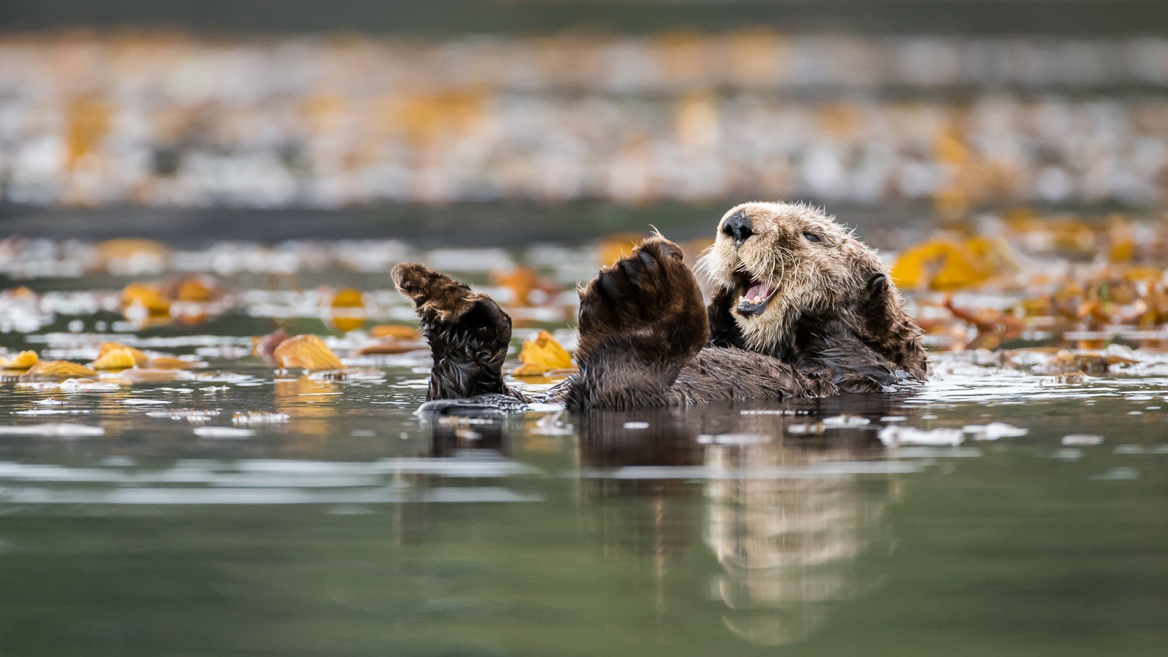 Sea otters are perfect animals.