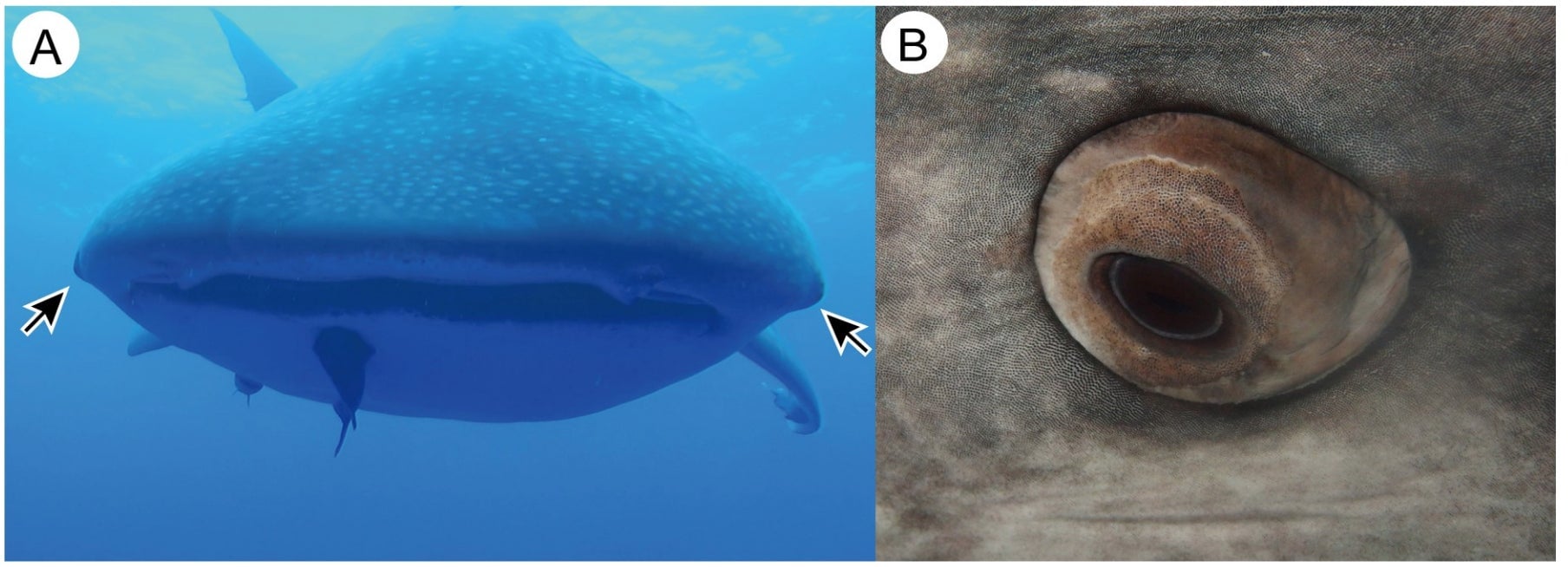 Eyes of the whale shark. 