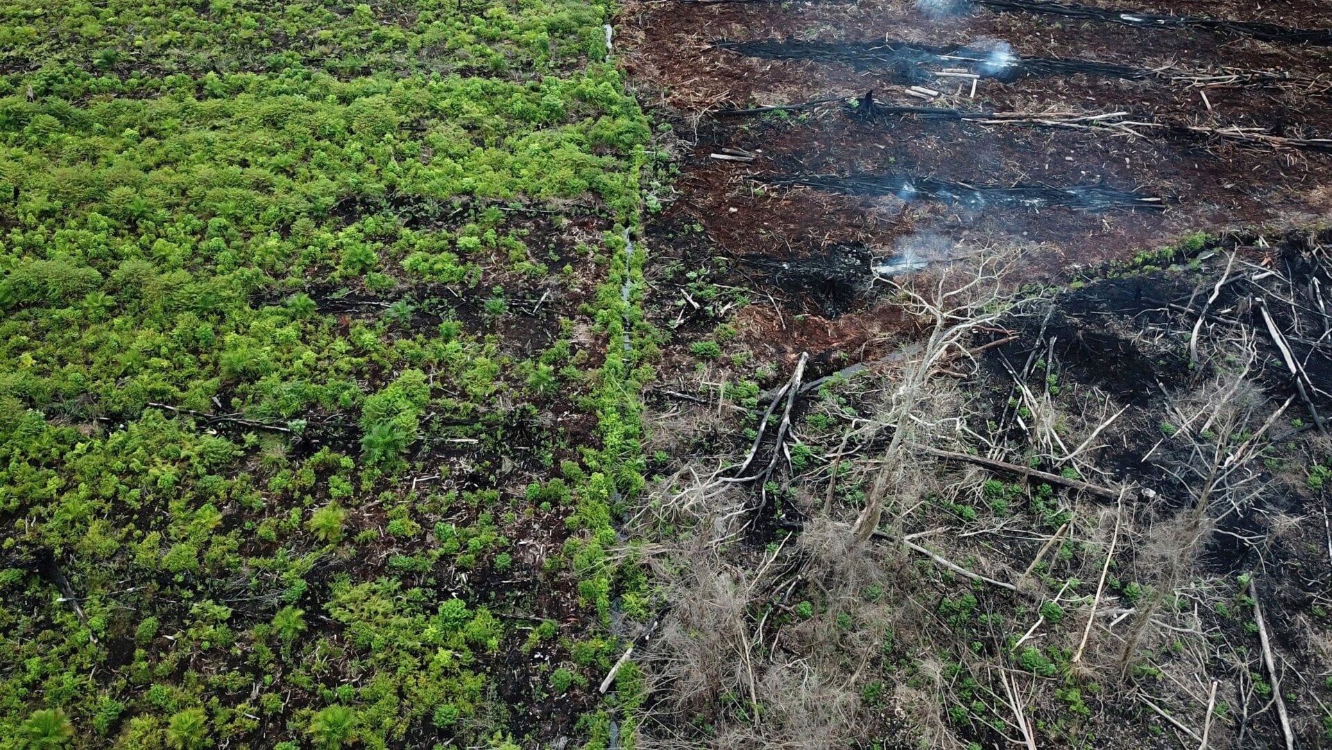 A protected area in South Aceh, which is being burnt in preparation for the opening of a new palm oil plantation