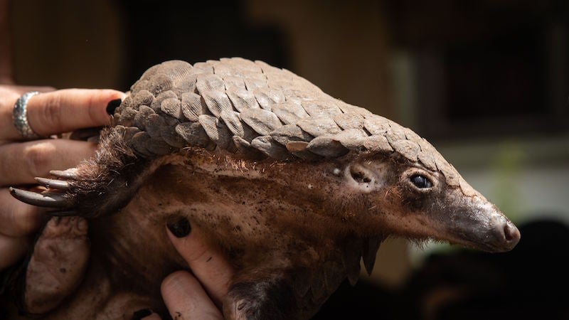 A rescued pangolin in Uganda.