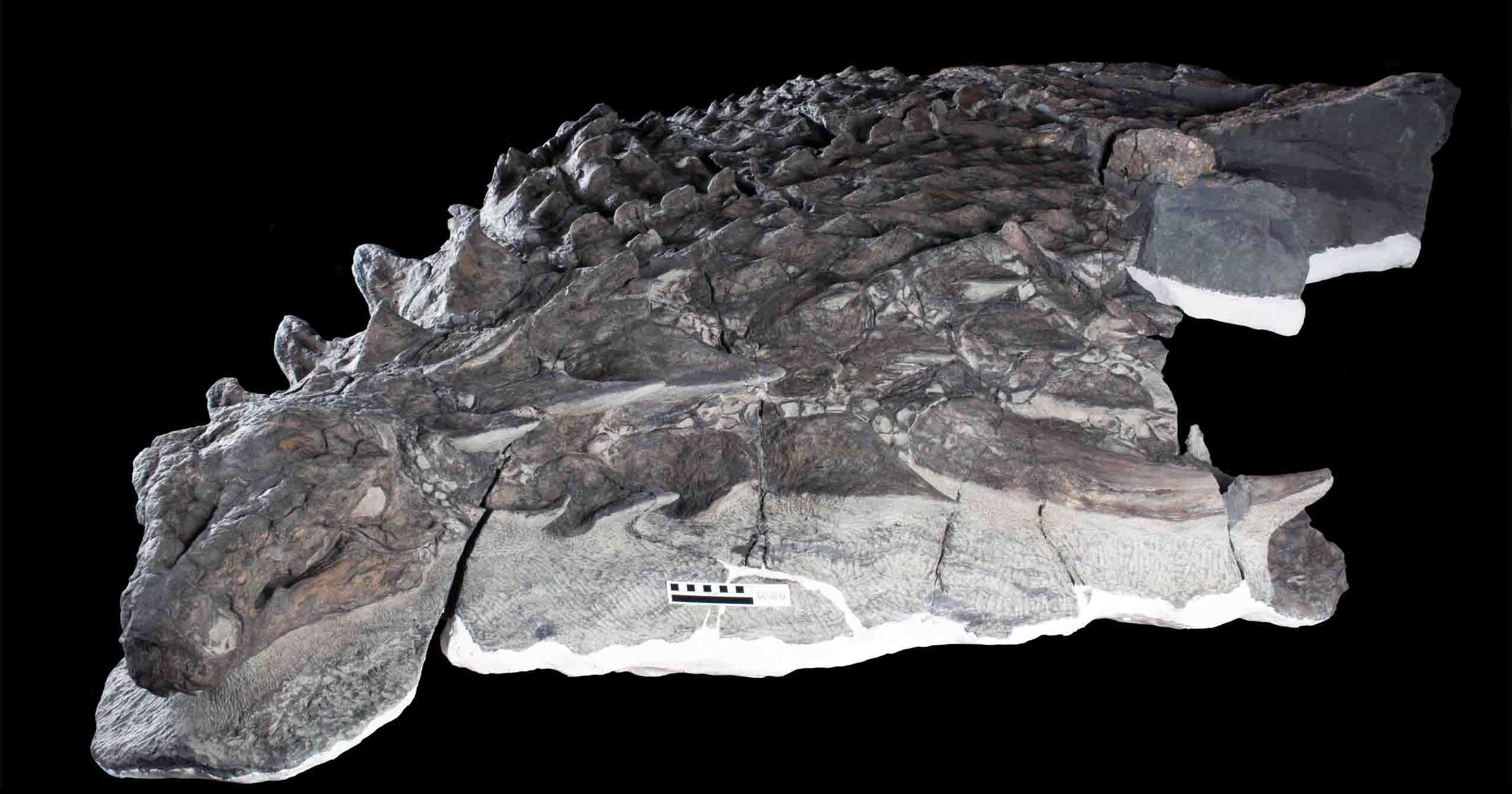 The Borealopelta markmitchelli fossil. 